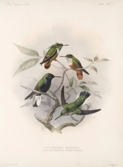 Aves Pl 59
