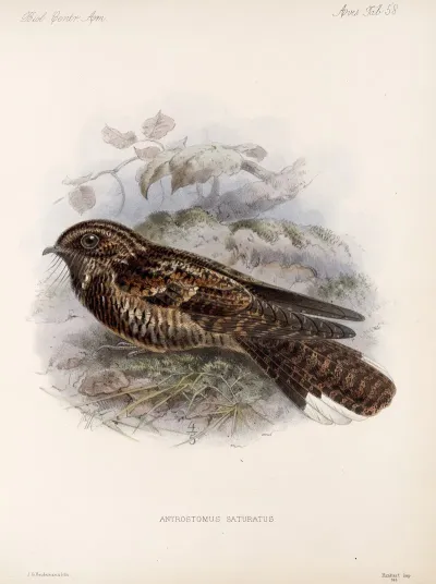 Aves Pl 60