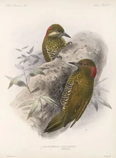 Aves Pl 63