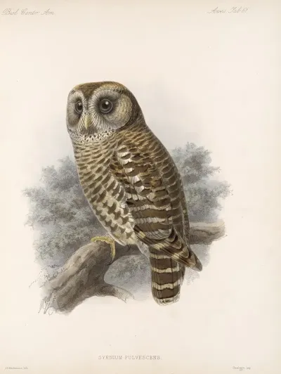Aves Pl 66