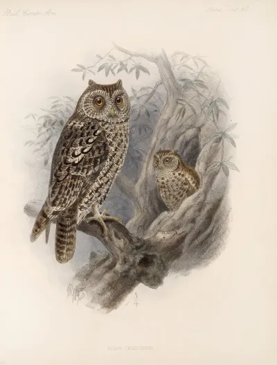 Aves Pl 67
