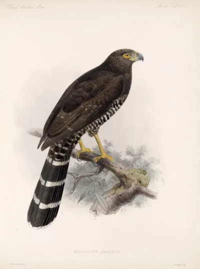 Aves Pl 70