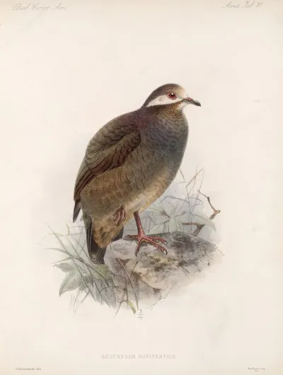 Aves Pl 75