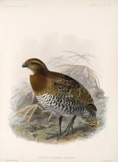 Aves Pl 80