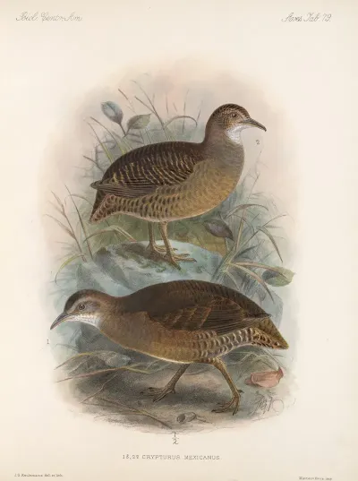 Aves Pl 84