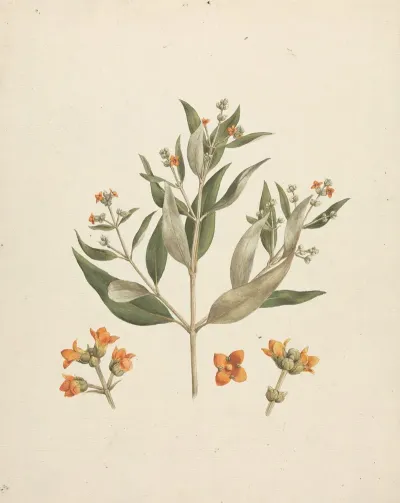 Avicennia Marina Forssk Vierh White Mangrove