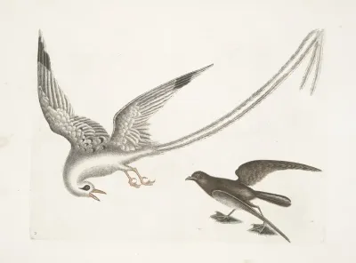 Avis Tropicrtum The Tropick Bird Larus Minimus Marinus C The Storm Finck Or Pittrel