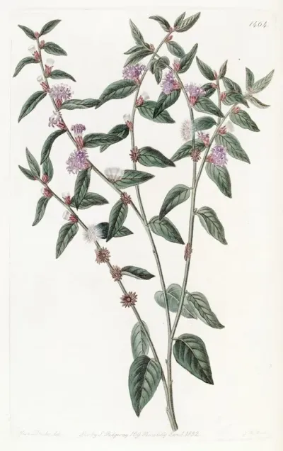 Axillary Flowered Vernonia