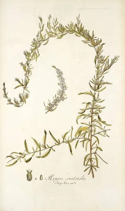 Axyris Ceratoides