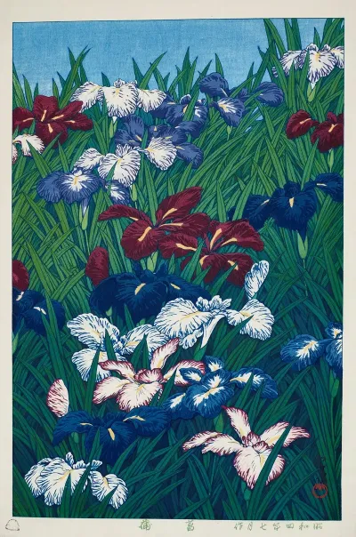 Ayame Iris