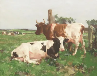 Ayrshire Cattle