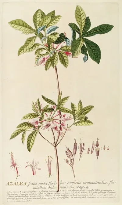 Azalea 2