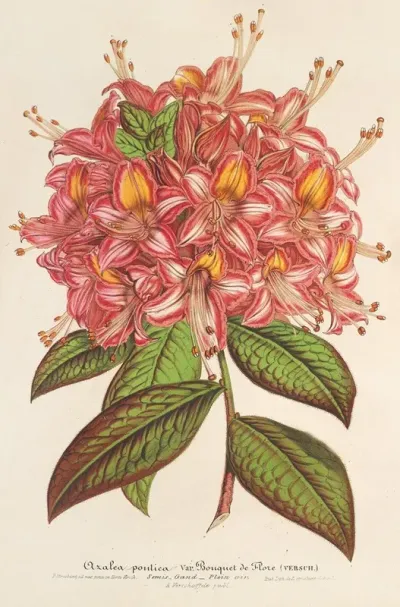Azalea Bouquet De Flore Hort Versch