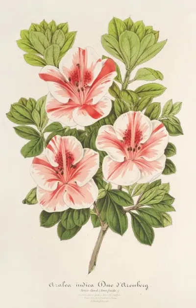 Azalea Indica Duc Daremberg
