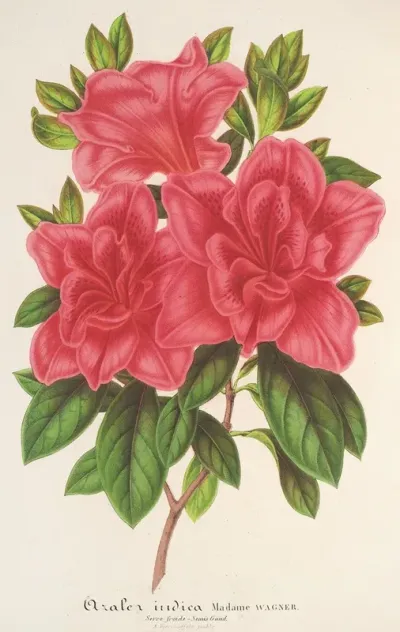 Azalea Indica Hybrida Madame Wagner