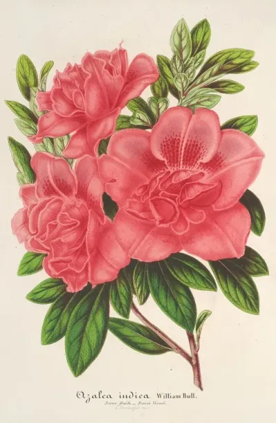 Azalea Indica Hybrida William Bull