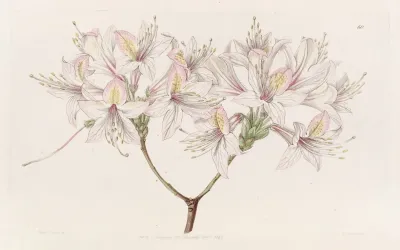 Azalea Ludoviciae