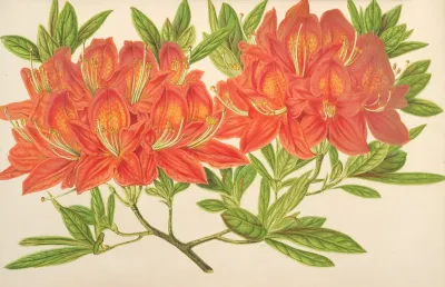 Azalea Mollis