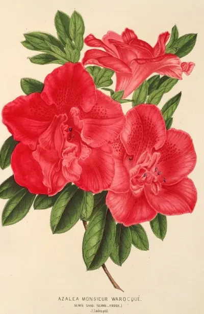 Azalea Monsieur Warocque