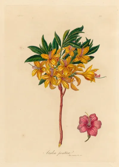 Azalea Pontica