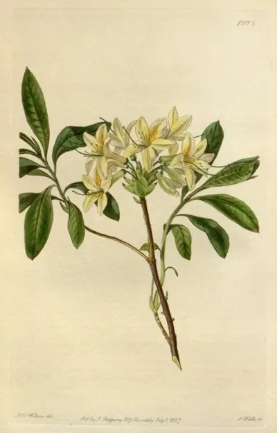 Azalea Seymouri