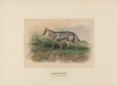 Azaras Fox 2
