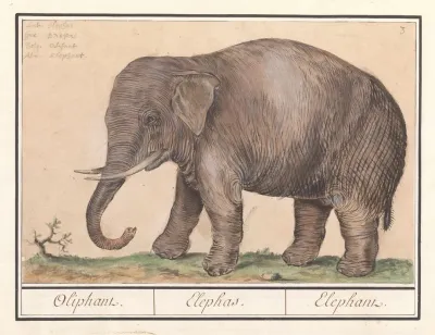 Aziatische Olifant Elephas Maximus Oliphant Elephas Elephant
