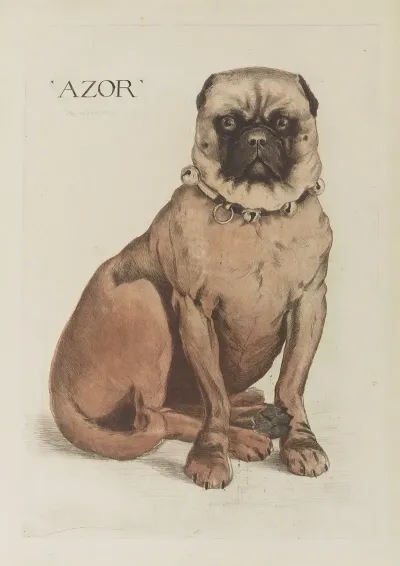Azor