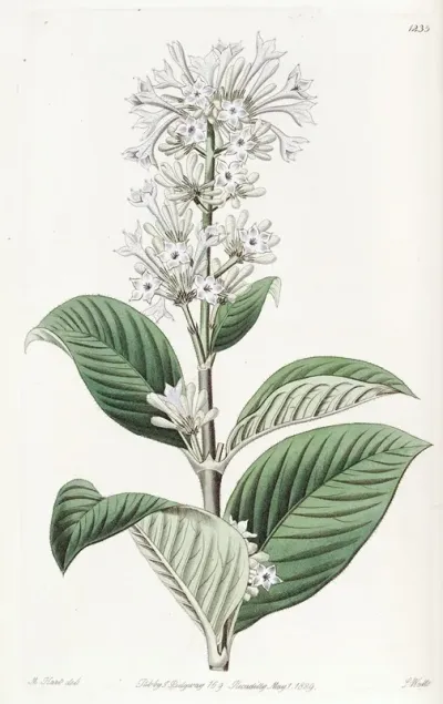 Azure Flowered Netseed
