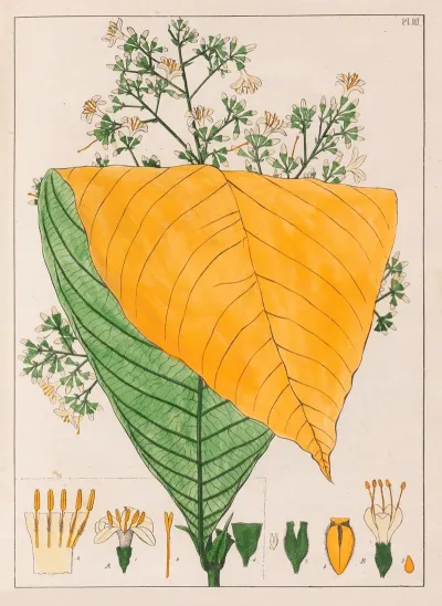 B Exostema Australe A Exostema Cuspidatum