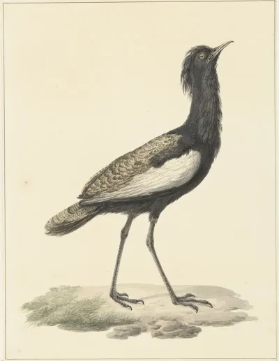 Baardtrap Eupodotis Bengalensis Houbaropsis Bengalensis