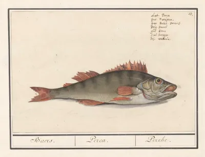 Baars Perca Fluviatilis Baers Perca Perche