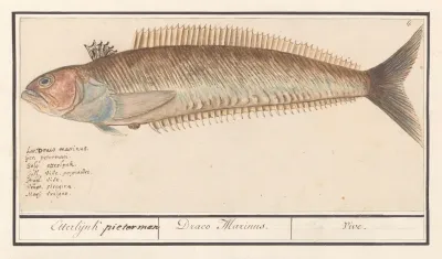 Baarsachtige Perciformes Mogelijk Een Pieterman Trachinus Etterlijnk Pieterman Draco Marinus Vive