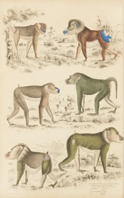 Baboons 2