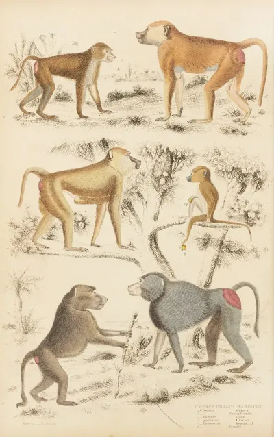Baboons