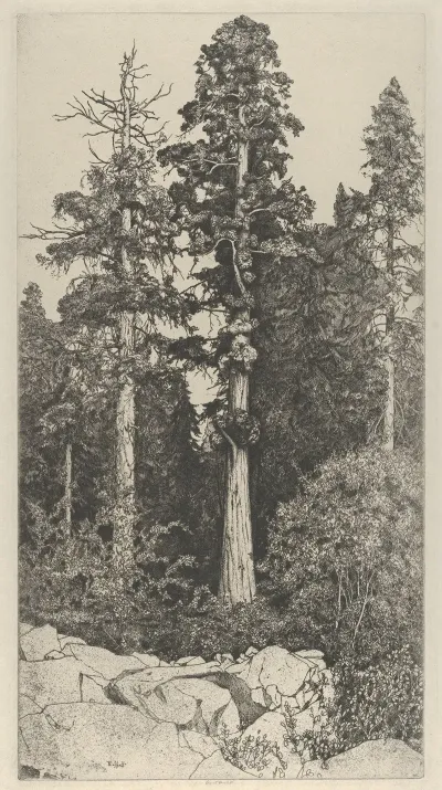 Baby Sequoia 2