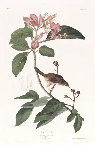 Bachmans Finch