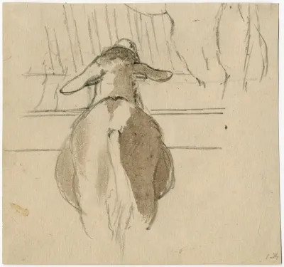 Back Of A Sheep Near His Rack