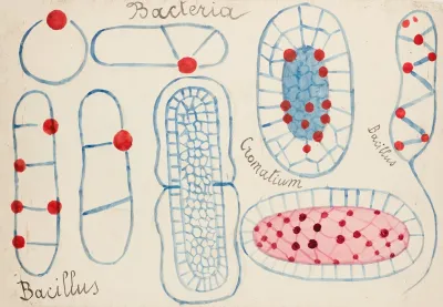 Bacteria Bacillus Chromatium
