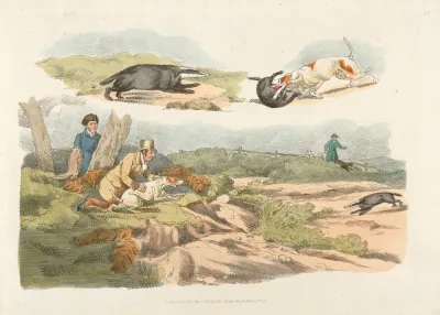 Badger Hunting Dogs Chasing And Attacking Badgers