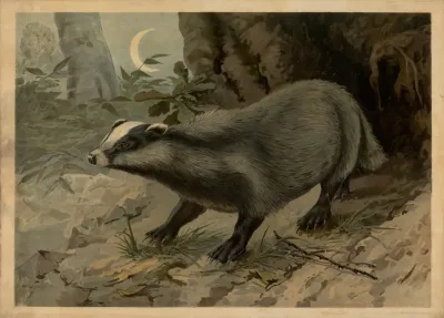 Badger