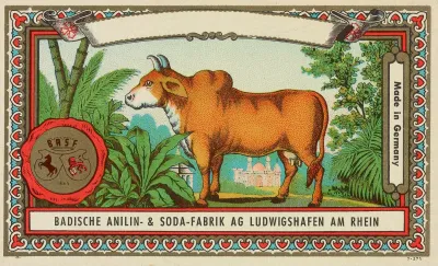 Badische Anilin Soda Fabrik Dye Label With Cow