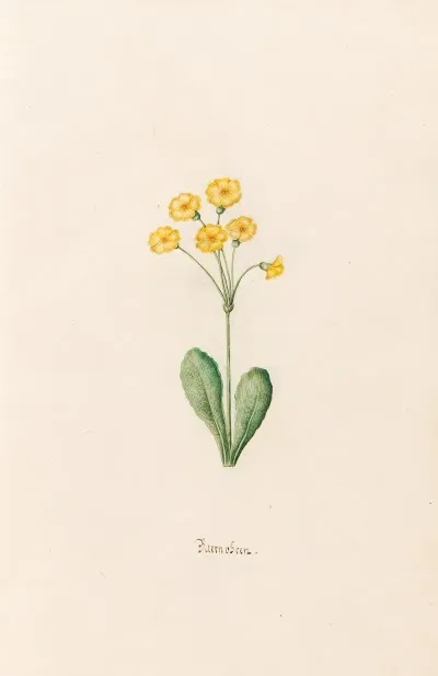 Baernobren 2