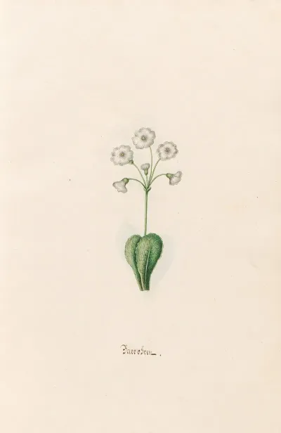 Baerobren