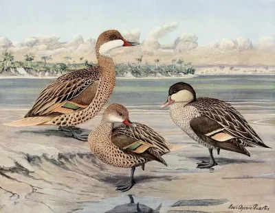 Bahama Duck Galapagos Island Duck African Red Billed Duck