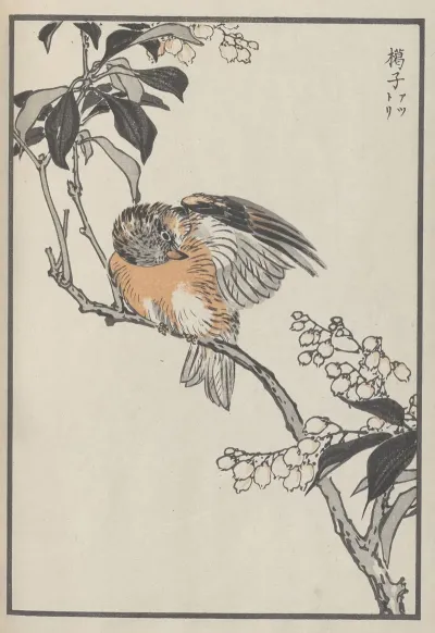 Bairei Hyakucho Gafu Ten Pl 30