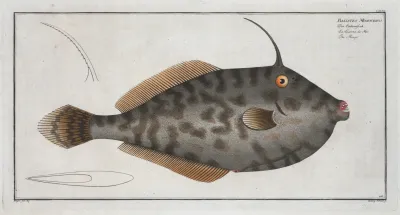 Balistes Monoceros The Mingo