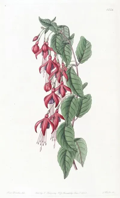 Balloon Flowered Fuchsia