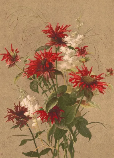 Balm And Spirea