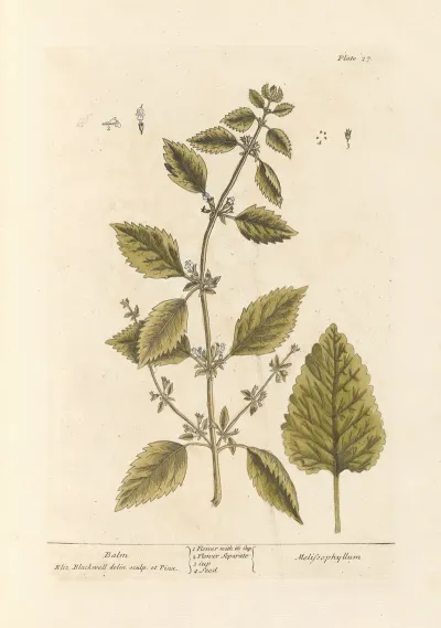 Balm